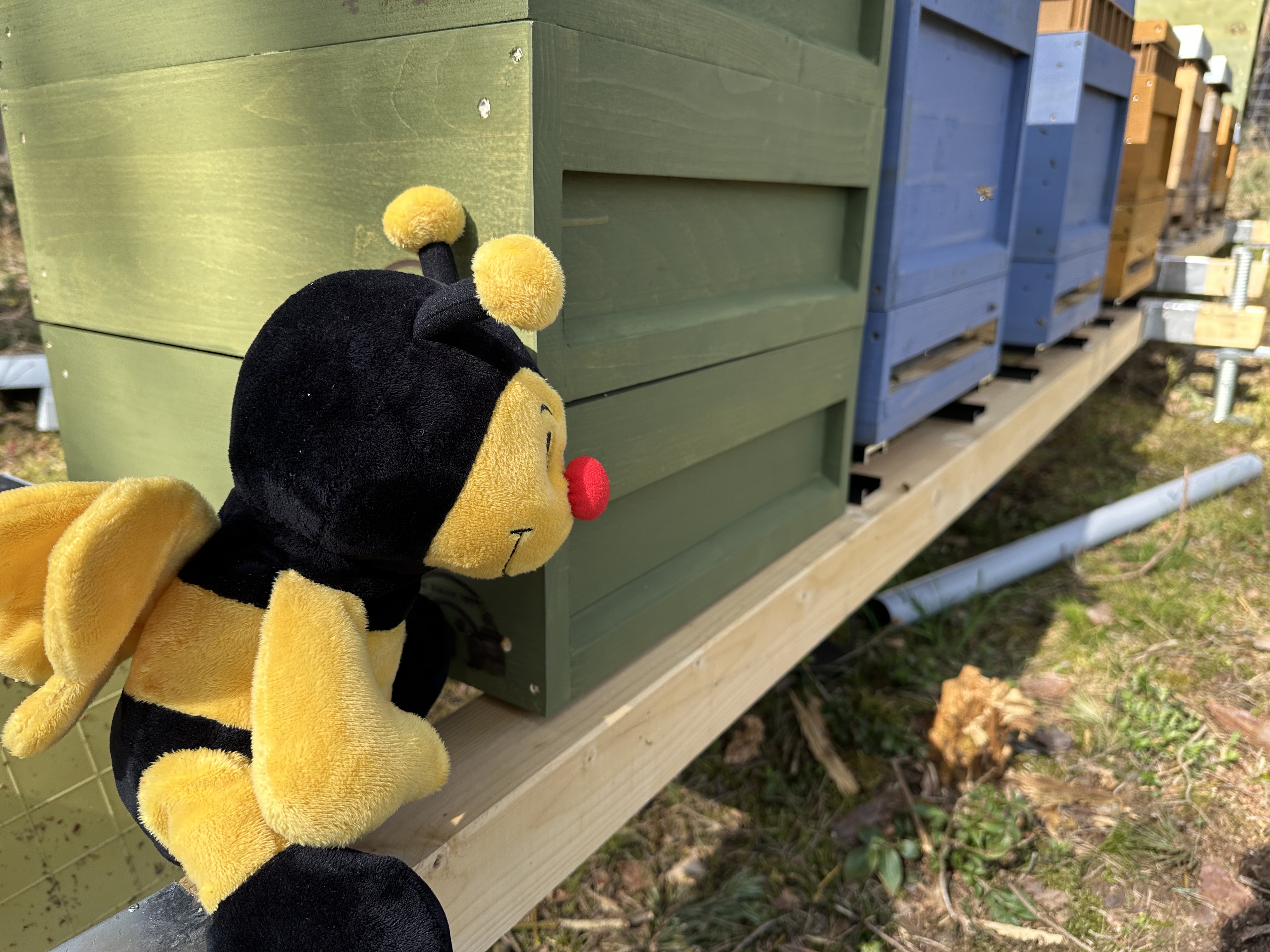 Bienen-Kuscheltier vor bunten Bienenbeuten