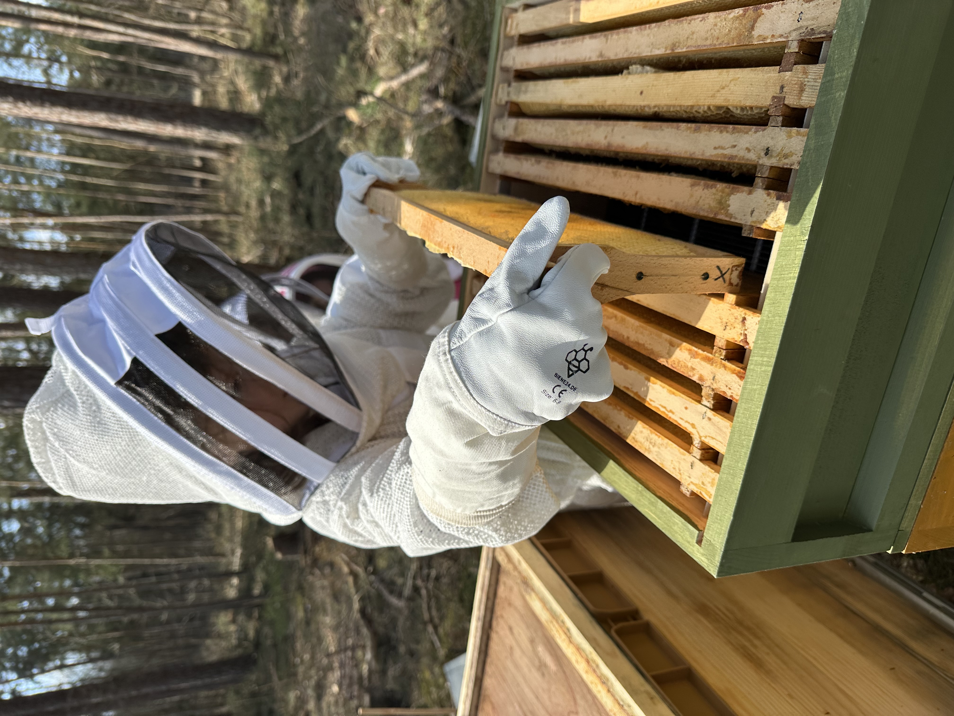 Imker öffnet Bienenbeute zur Volkskontrolle