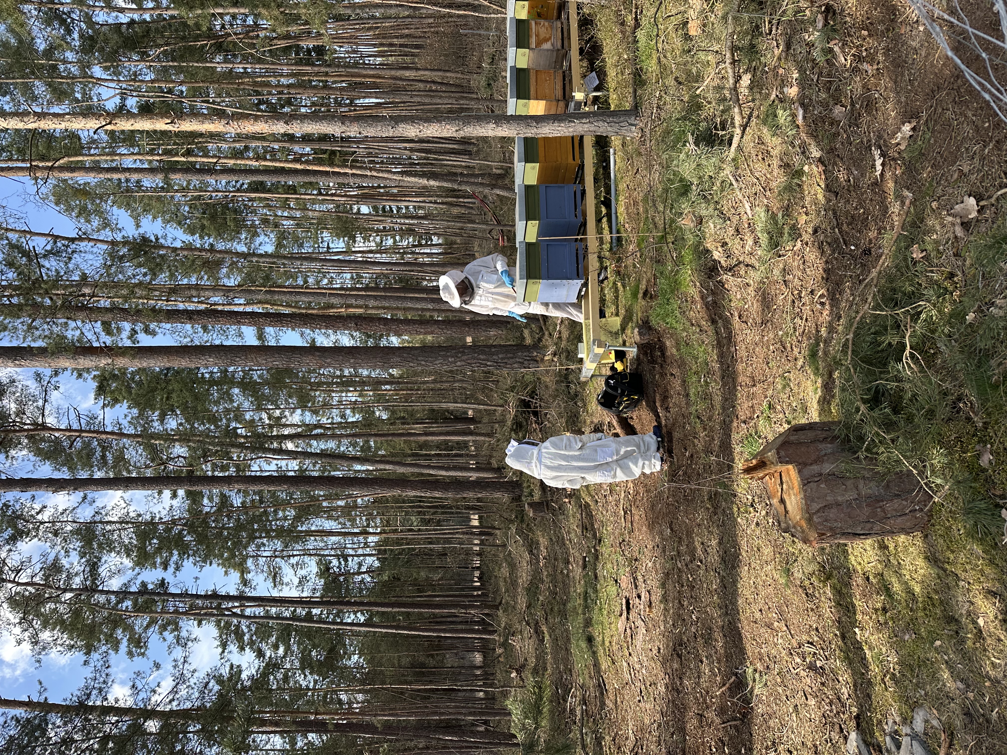Imker am Bienenstand im Wald