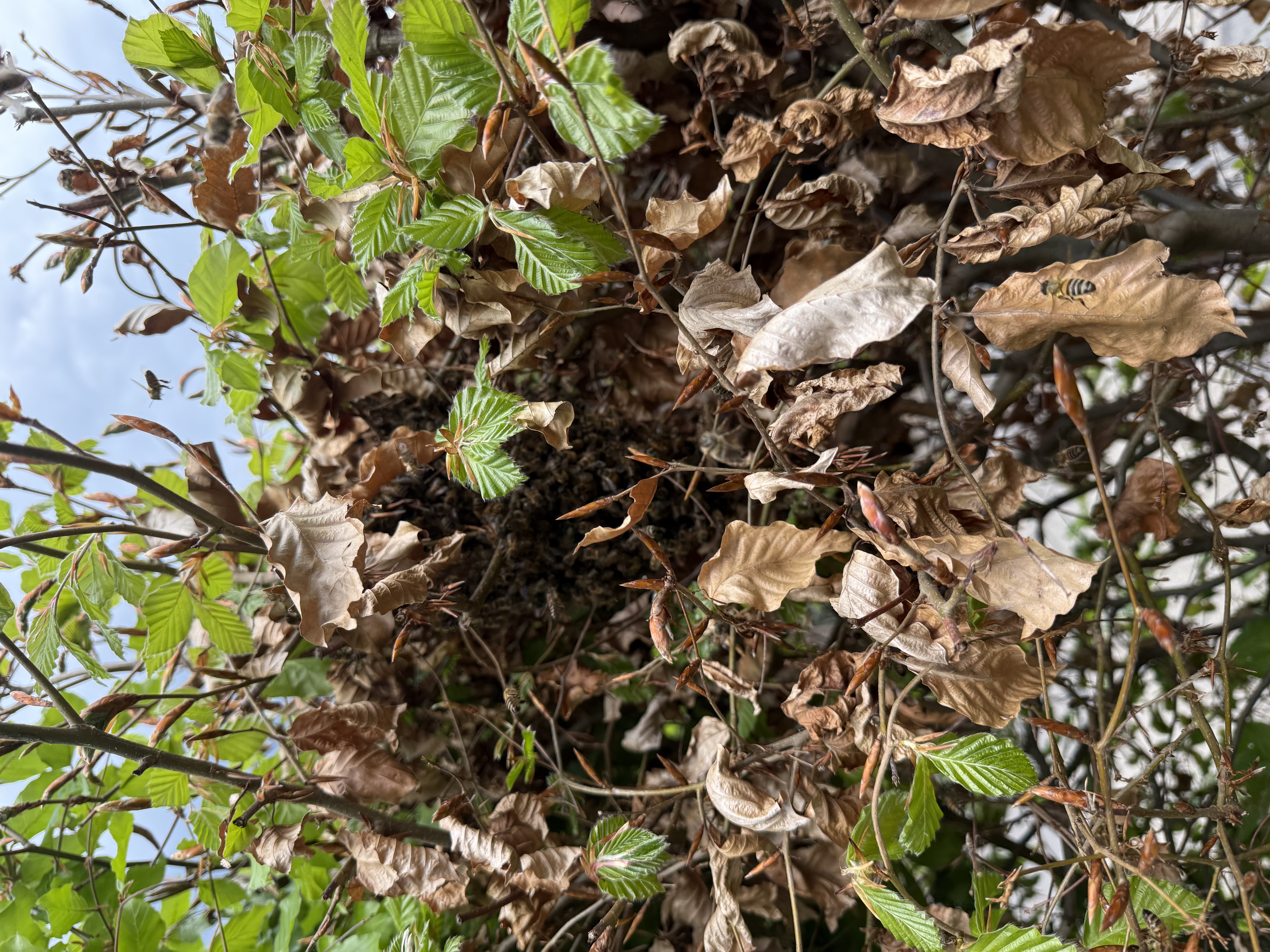 Bienenschwarm hängt in einer Hecke