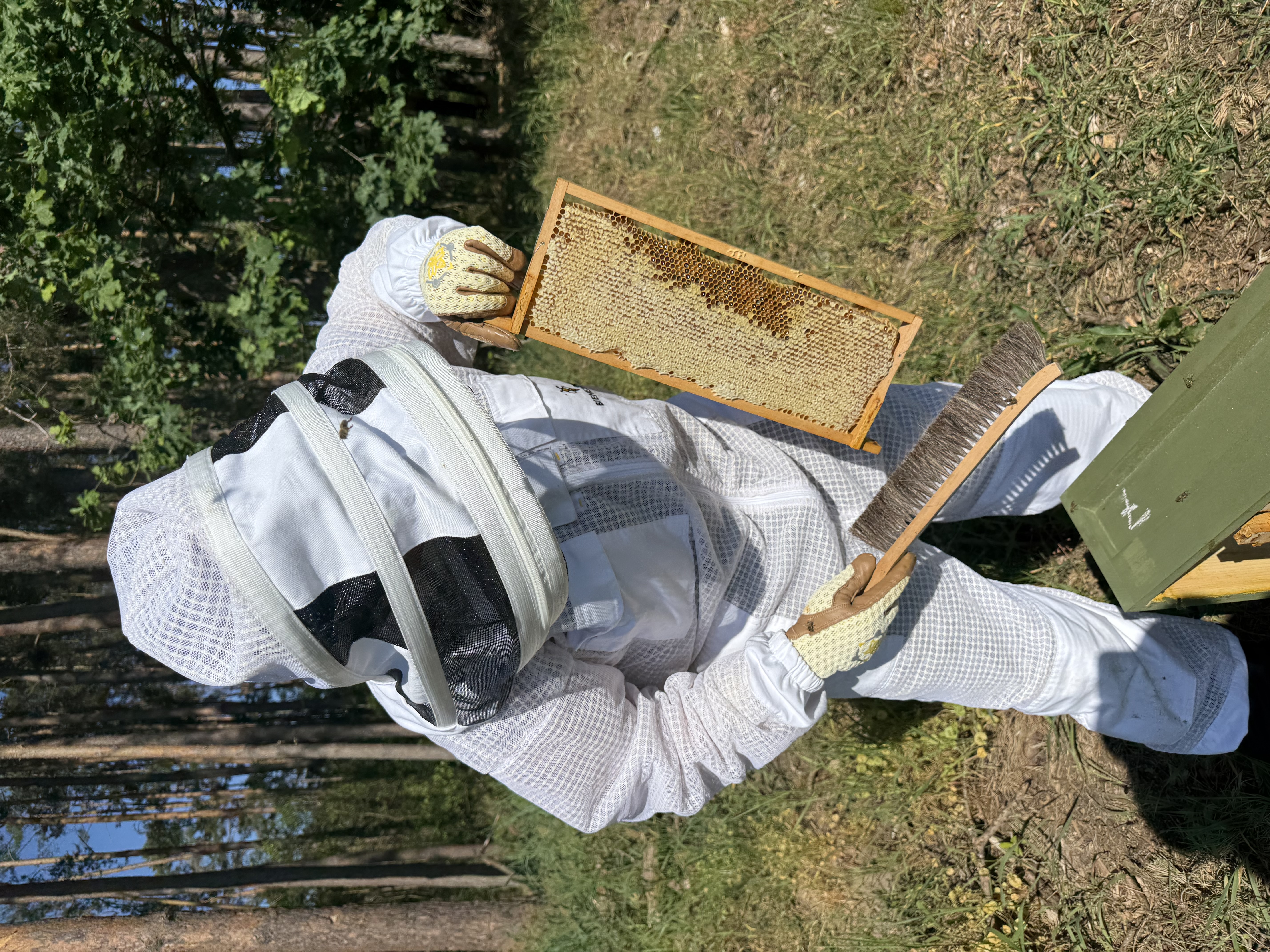 Imker kehrert letzte Bienen von den Honigwaben